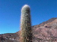 Trichocereus atacamensis ssp. pasacana ex Cactus Bolivia J.Ramirez also available by 100-1000-5000